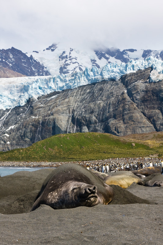 Southern Elephant Seal On Beach